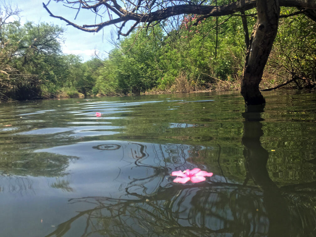 Most of the route is shaded and runs through dense greenery dotted with pink flowering oleander (Photo: Gilad Carmeli) המסלול הרטוב במג'רסה