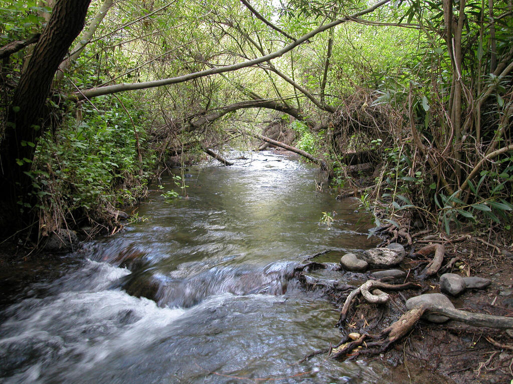 The “wet trail” of the Majrase – the lagoon formed by Daliyot River before it flows into the Sea of Galilee (Photo: Yaakov Shkolnik) שמורת המג'רסה