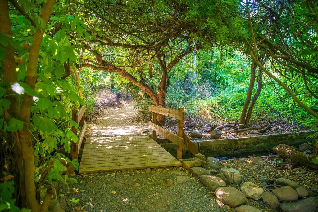 The short route begins at the parking area and follows an accessible path (Photo: Manu Grinspan) גשר עץ מוצל בשמורת תל דן