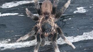 העכביש אוטיקיילוס קונאמפיה (Euthycaelus cunampia)