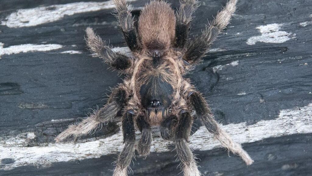 העכביש אוטיקיילוס קונאמפיה (Euthycaelus cunampia)