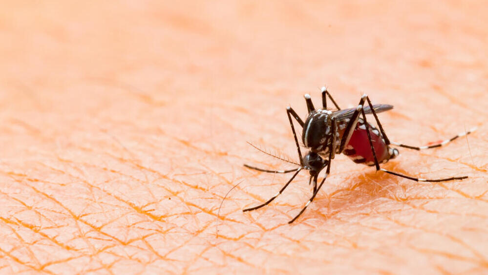 עקיצה של יתוש נמר אסייתי ממשפחת אדס