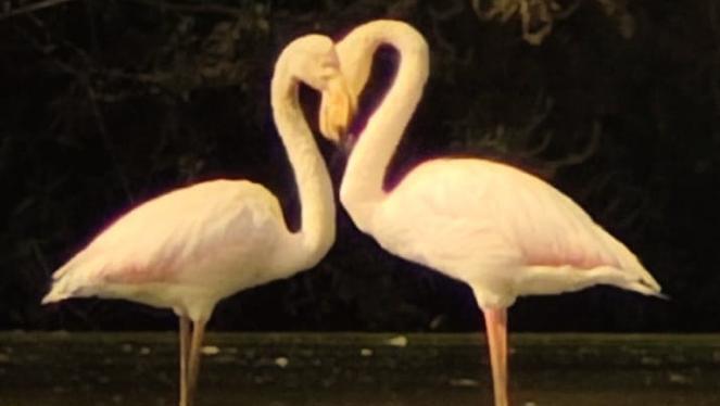 זוג ציפורי פלמינגו יוצרות צורת לב באגמון החולה