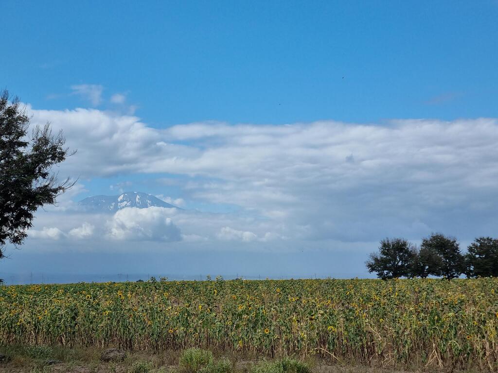 טנזניה ספארי ארושה רן רימון
