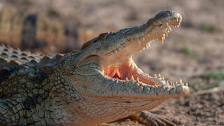 תנין היאור