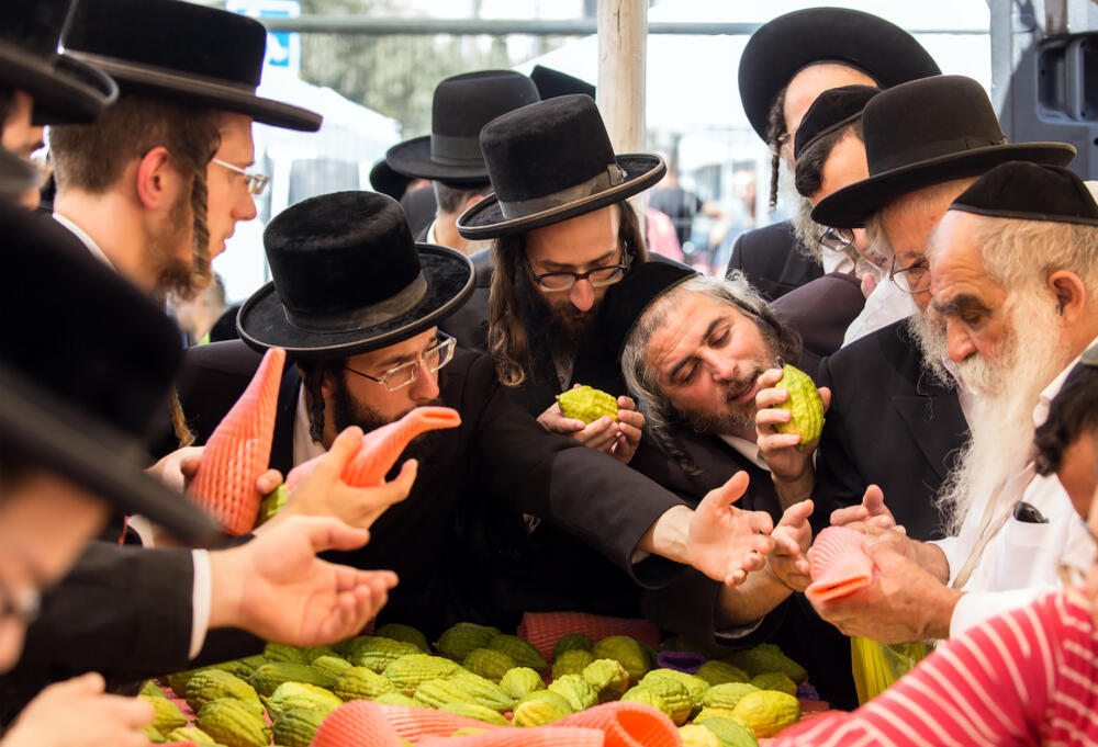  Харедим выбирают лучшие плоды этрога 