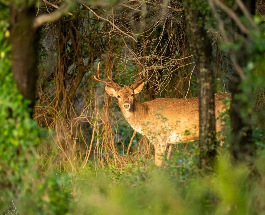 יחמור בשמורת נחל כזיב