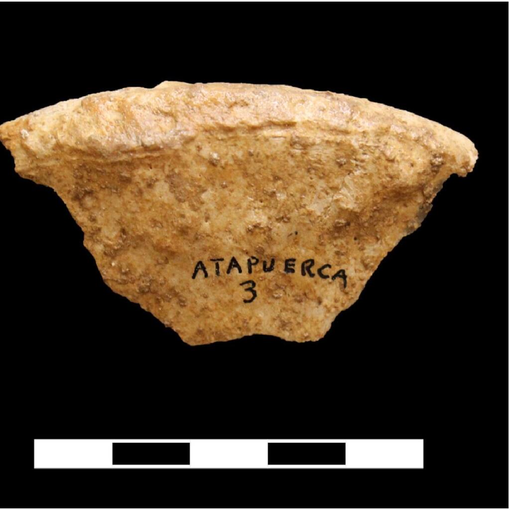 אחד השרידים האנושיים שהתגלו במערת Galería del Sílex בהרי אטאפוורקה שבספרד