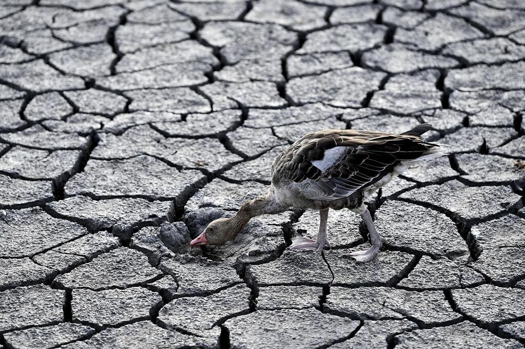 Horanyi said the problem is not only the result of climate change but also decades of poor water management (Photo: AP) התייבשות אגם ולנצה בהונגריה