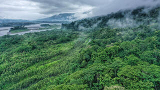 יערות הגשם באמזונס שבפרו