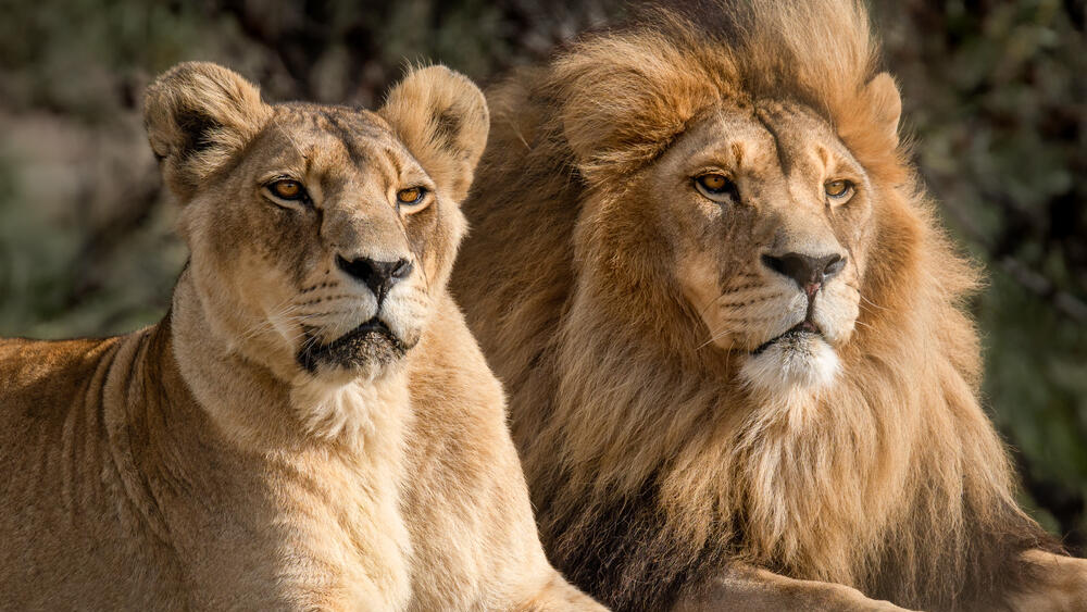 אריה ולביאה באפריקה