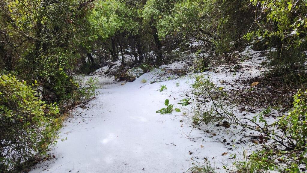 שלג בשביל הפסגה בהר מירון