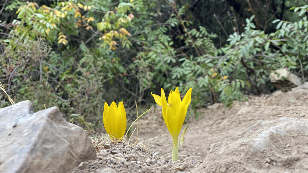 חלמוניות פורחות בסתיו בשביל הפסגה בהר מירון