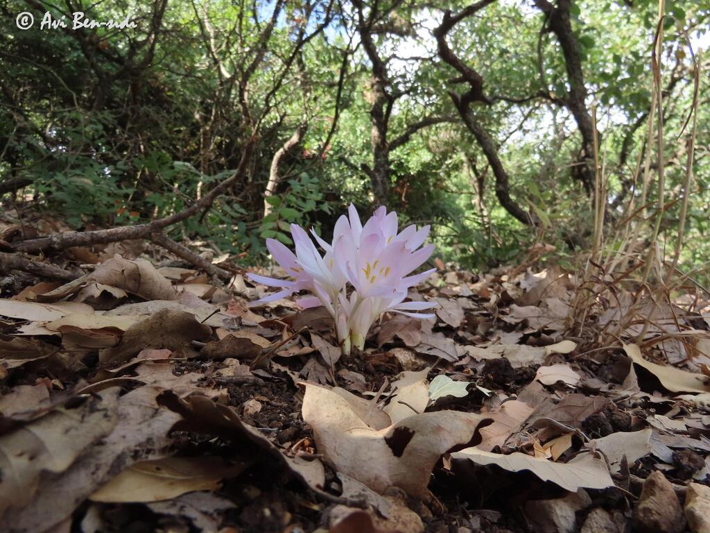 סתוונית בכירה פורחת בסתיו בשביל הפסגה בהר מירון