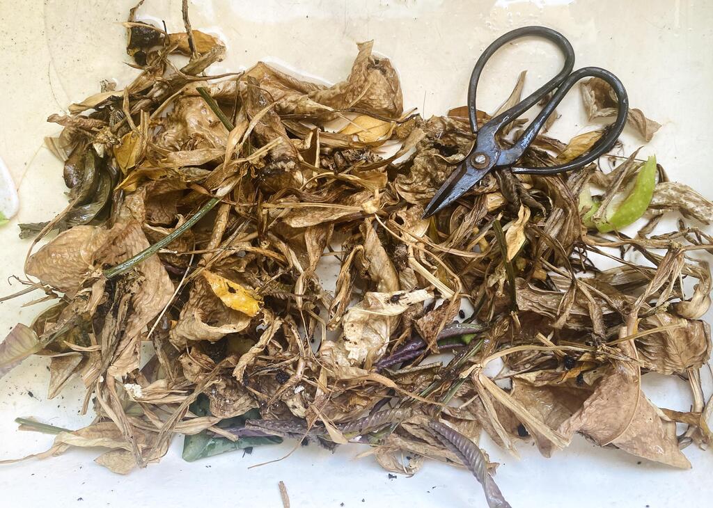 טיפוח צמחים בעת משבר