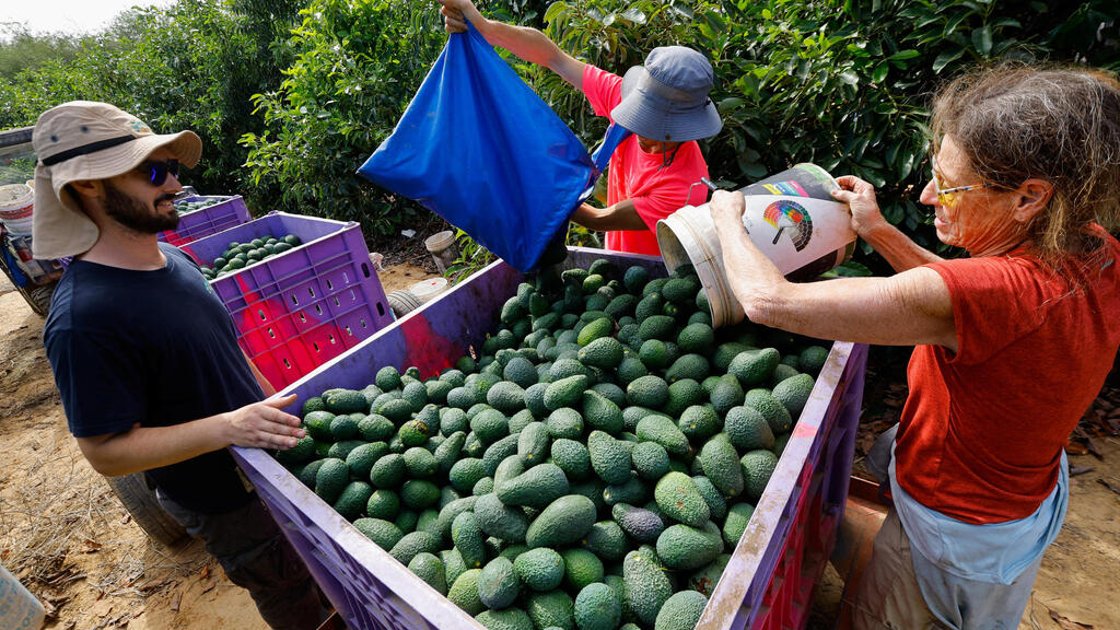 קטיף אבוקדו בקיבוץ בארי