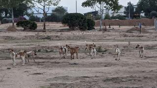כלבים משוטטים בתוך קיבוץ רעים