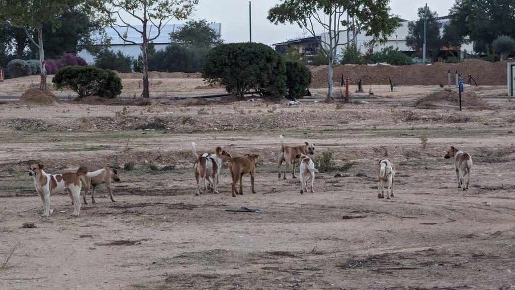 כלבים משוטטים בתוך קיבוץ רעים