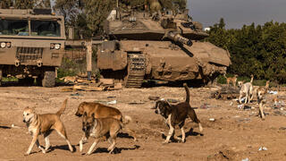 כלבים משוטטים בגבול רצועת עזה