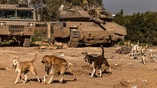 כלבים משוטטים בגבול רצועת עזה