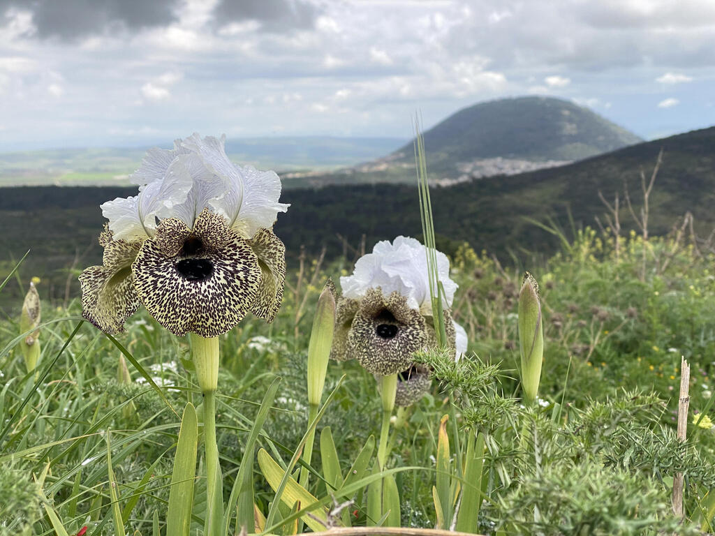 פריחת אירוס נצרתי בנוף הגליל