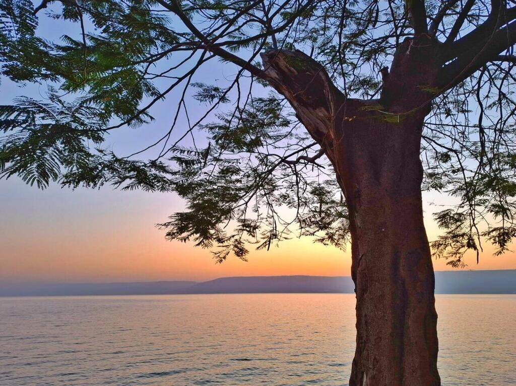 בוקר בכינרת