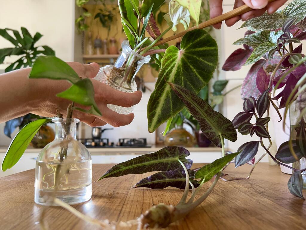 Root and grow plants in water for lower maintenance (Photo: Rinat Tal) סידור עלים DIY לחג פסח 2024