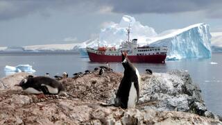 מושבת פינגווינים באנטארקטיקה