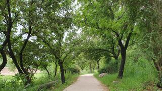 צל מהנה. טיילת נחל ציפורי