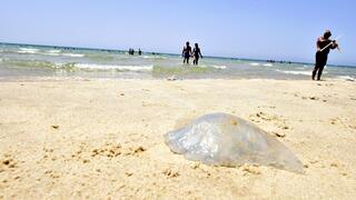 חוף הסלע בבת ים