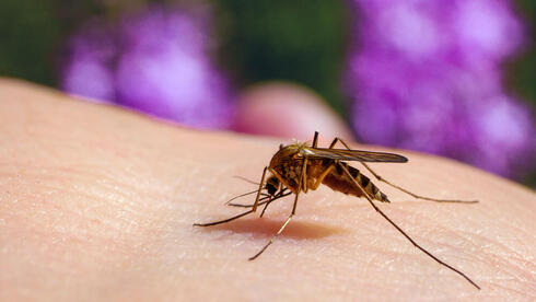 עקיצת יתושת הבית יתוש הבית קולקס Culex pipiens