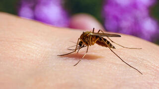 עקיצת יתושת הבית יתוש הבית קולקס Culex pipiens