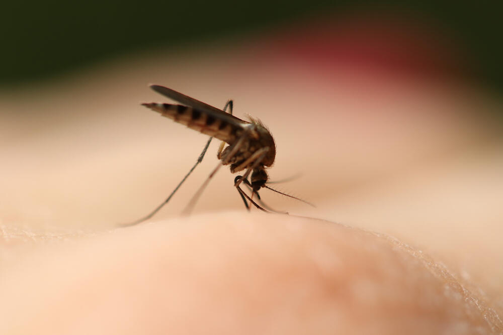 The body’s reaction to mosquito saliva is what causes itching, swelling and redness (Photo: Shutterstock) עקיצת יתושת הבית יתוש הבית יתושה קולקס Culex pipiens