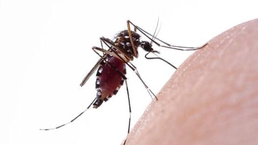 יתושת הבית יתושה יתוש יתושים קדחת מערב הנילוס