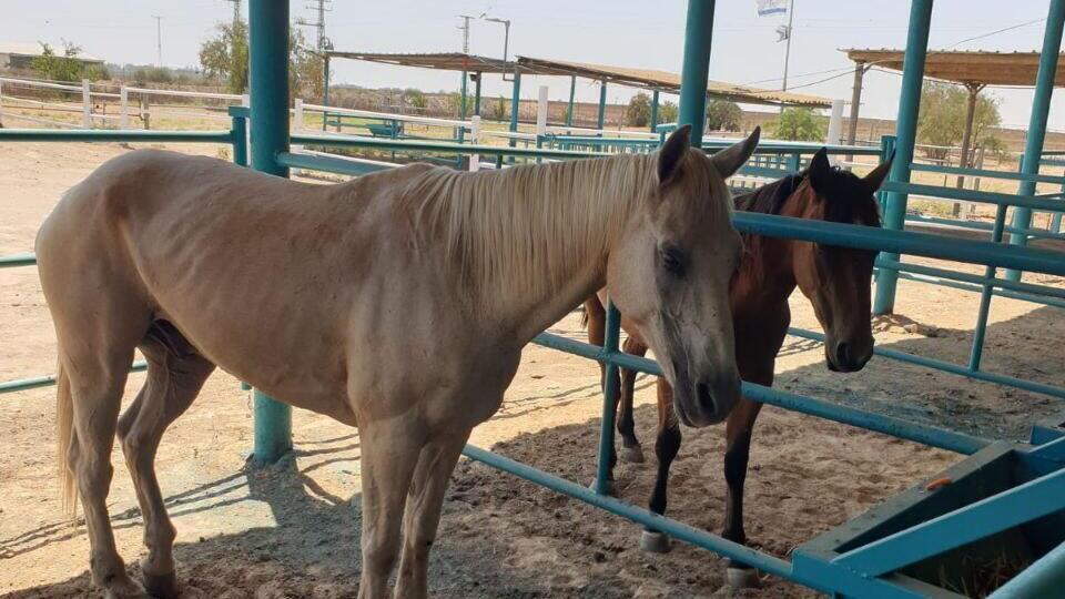  האורווה של צ'רצ'יל שנרצח בניר עוז חזרה לפעול