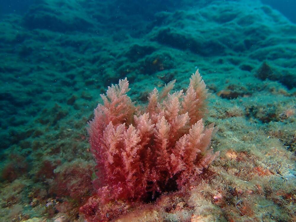Branched Asparagopsis, a type of red algae (Photo: Edu Ktion, Shutterstock) אצת אספרגון מסועף מסוג אדומיות