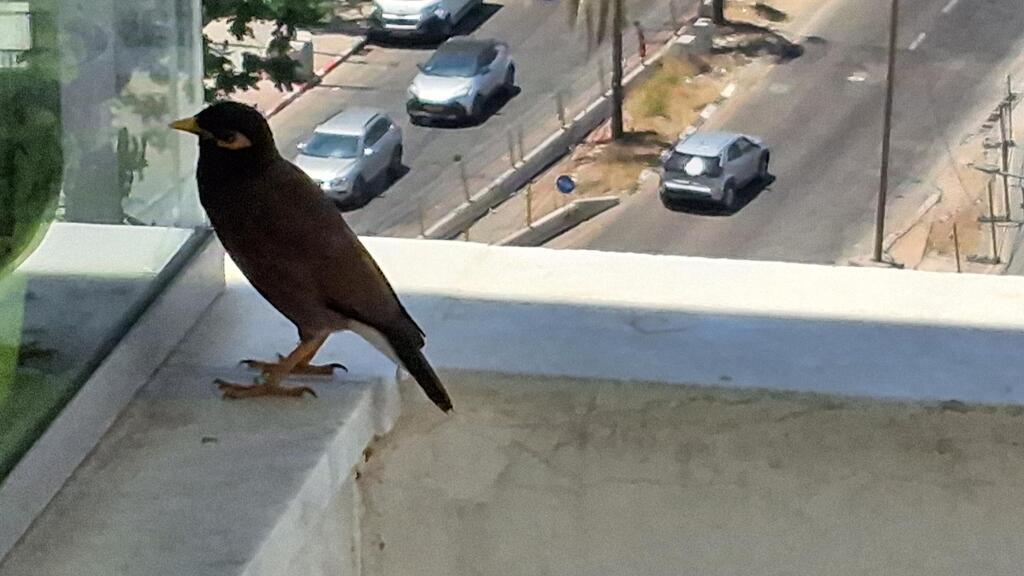 Майна на балконе (Фото: Анастасия Тадсон) Скворец майна