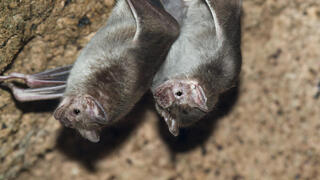 זוג ערפדים מצויים