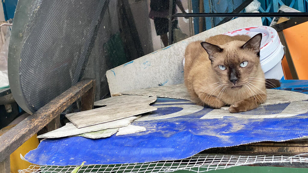 חתול סיאמי בשוק העתיק בבנגקוק