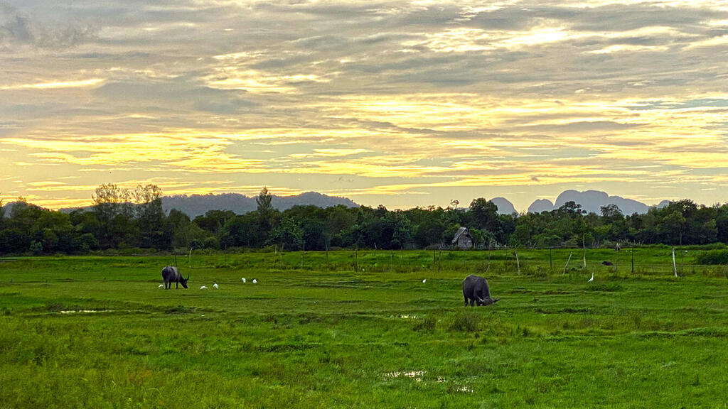 שקיעה בשדות קו יאו נוי