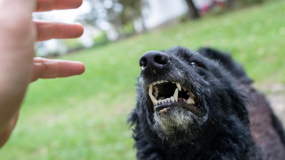 При любом укусе следует обратиться в минздрав, даже если после этого прошли недели и месяцы