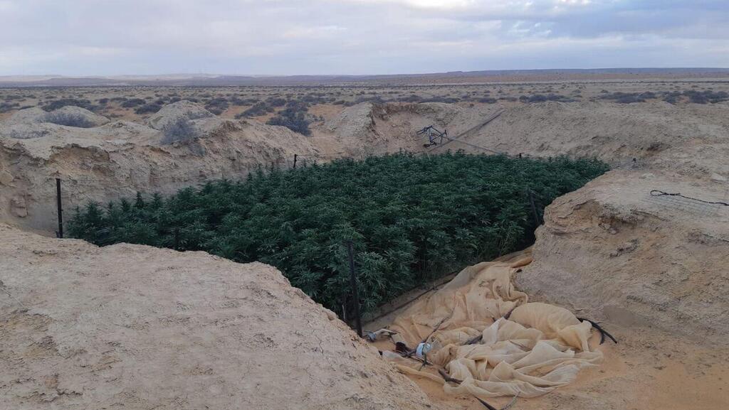 שדה קנאביס בנגב
