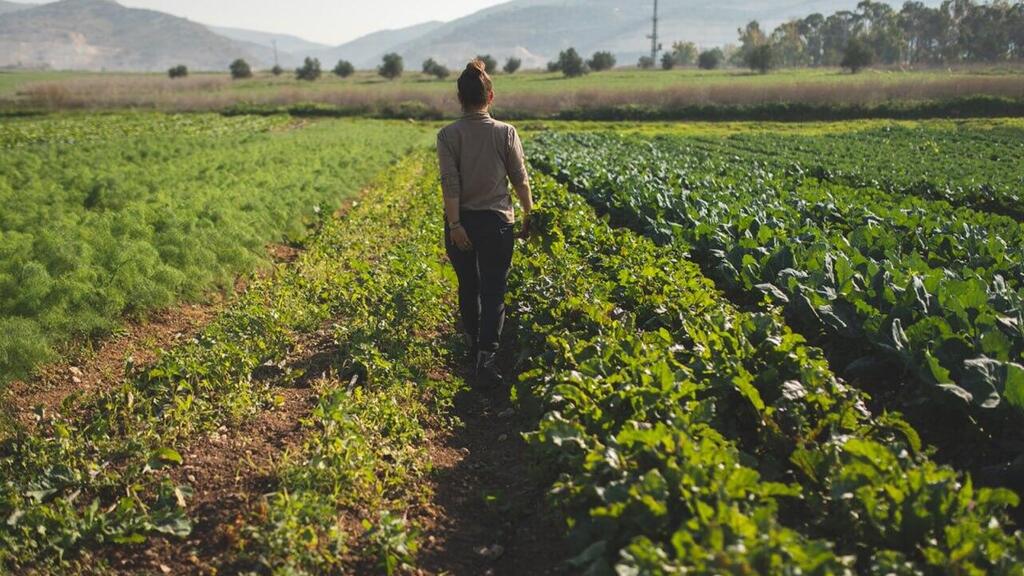 Israeli farmers are suffering losses amounting to NIS tens of millions (Photo: Shani Brill) משק חביביאן
