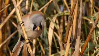 השפמתן בנחל באר שבע