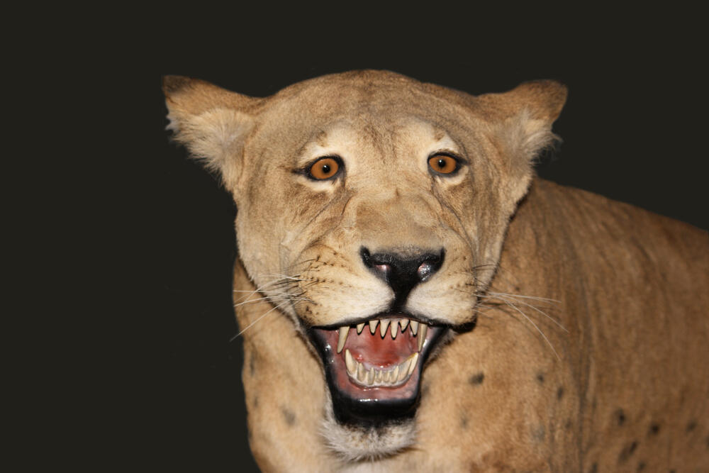 שחזור של ההומותריום ממין Homotherium serum, שהתגלה כזהה מבחינה גנטית למין Homotherium latidens שהתגלה בים הצפוני