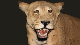 שחזור של ההומותריום ממין Homotherium serum, שהתגלה כזהה מבחינה גנטית למין Homotherium latidens שהתגלה בים הצפוני