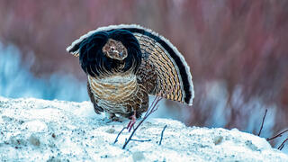 שֶׂכְוִי הצווארון 