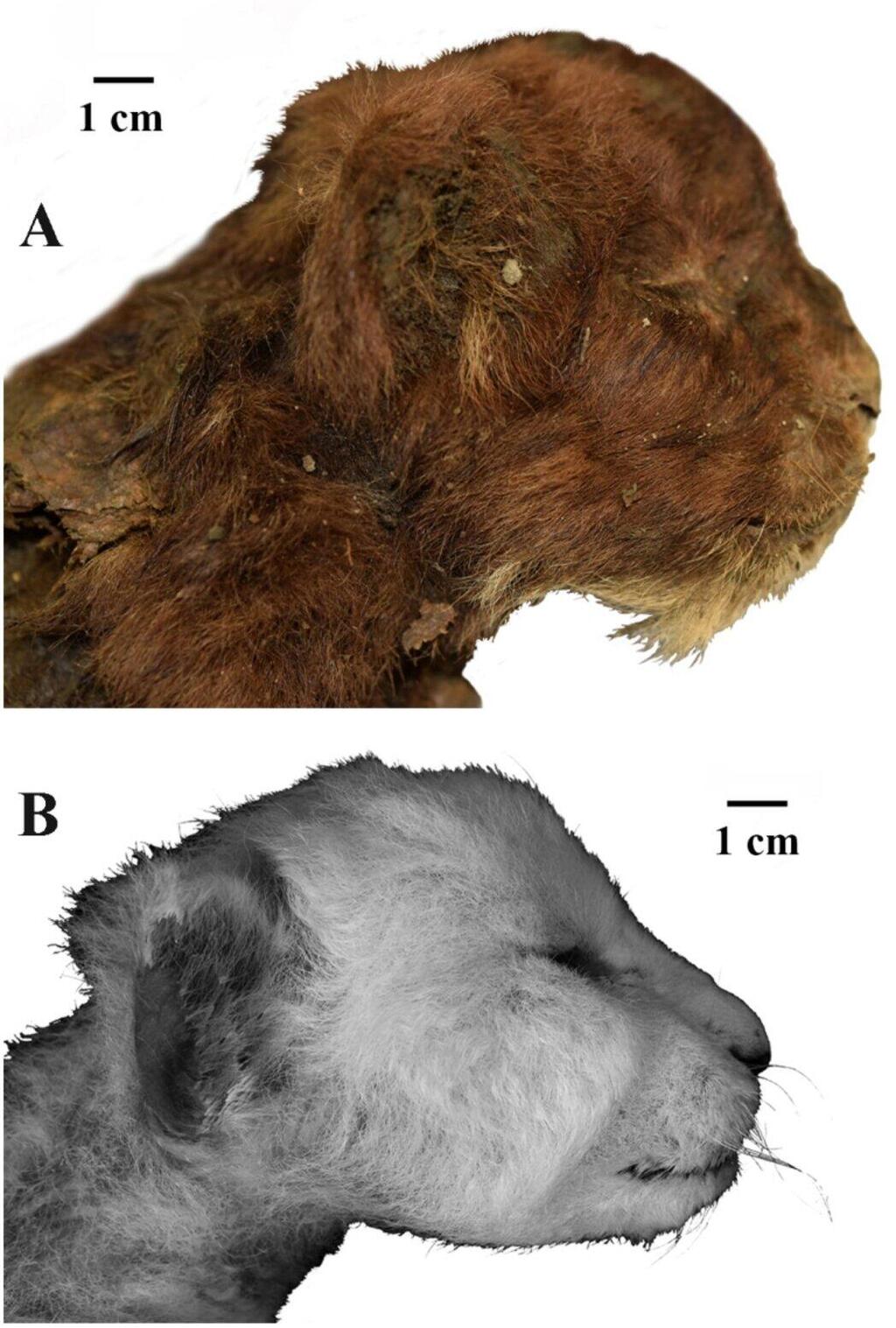 גור ההומותריום החנוט ממין Homotherium latidens שהתגלה בסיביר והיה בן 3 שבועות במותו