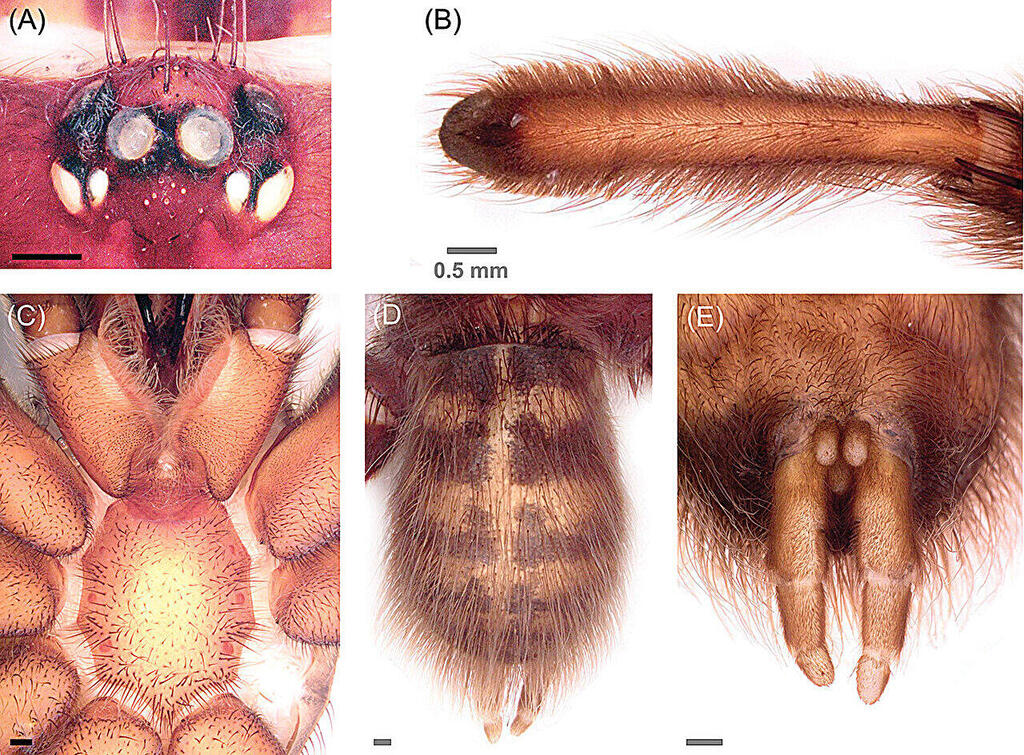 It's the biggest and hairiest: New species of tarantula discovered in Cuba