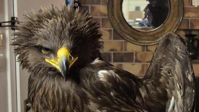 העיט מתאושש